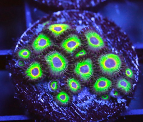 Diyreefer live coral wysiwyg - live,