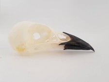 Magpie Skull (Pica Pica) UK
