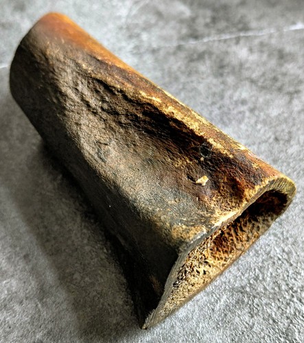 Antique mudlarking bovine bone - antique,