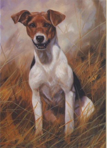 Jack russell terriers dog - jack,