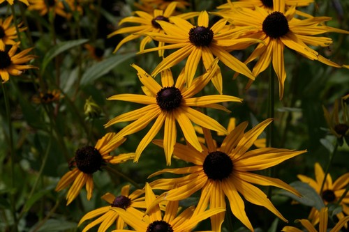 Rudbeckia fulgida deamii - rudbeckia,
