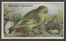 GALLAHER-BIRDS NESTS & EGGS