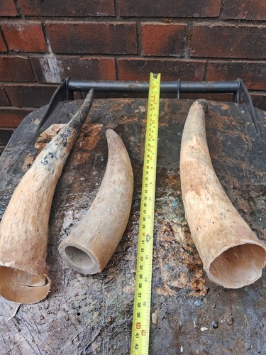 Buffalo and cow - horns, for
