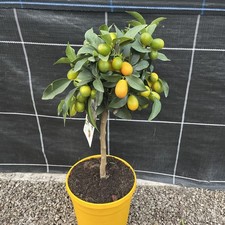 Citrus Kumquat Nagami -