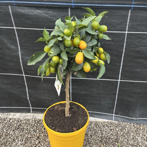 Citrus kumquat nagami - citrus,