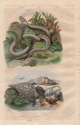 Python snakes - snakes, (pythonidae)
