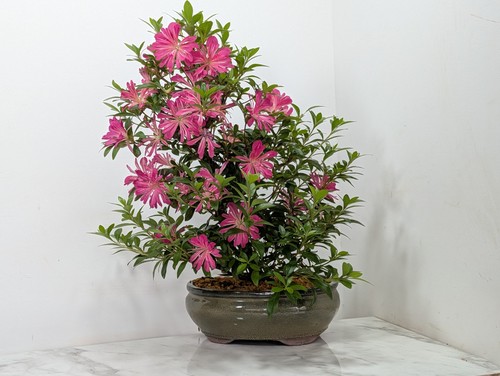 Satsuki azalea s trunk - s,