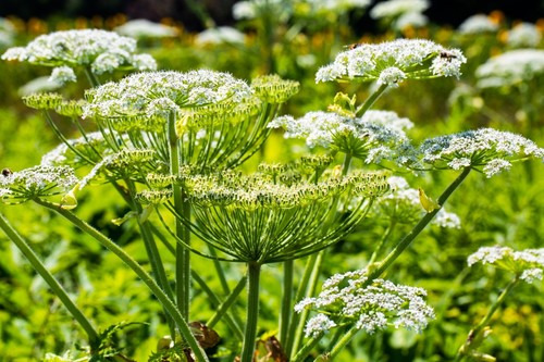Hogweed heracleum - -,