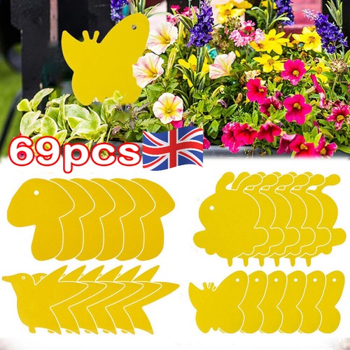 69pcs sticky fly traps - fly,