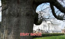 Photo oak tree - tree, trunk