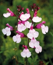 6  Salvia Joy   Hardy Sage  Perennial  Alpine  Plug plants