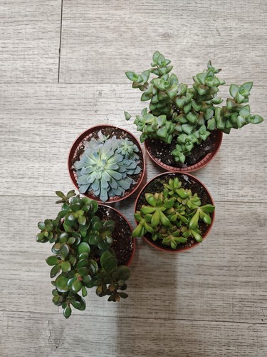 4pcs succulents mixed starter - succulents,