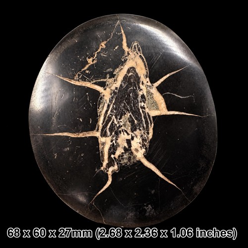 Fish coprolite nodule - coprolite, in