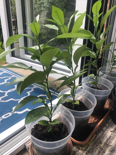 Pomelo tree plant citrus - tree, fruit