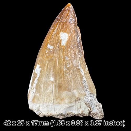Genuine mosasaur tooth fossil