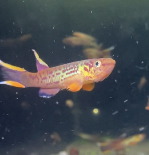 Aphyosemion australe pair - aphyosemion,