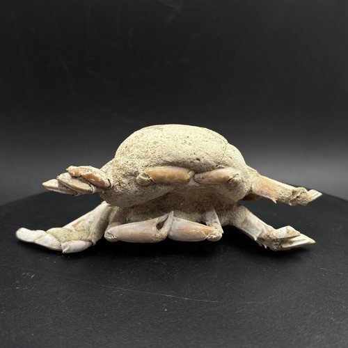 Macrophthalmus fossil crab - macrophthalmus,