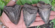 Megalodon Sharks Teeth 3 NO