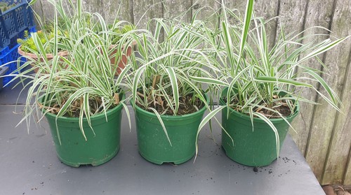 Ribbon grass striking - ribbon,