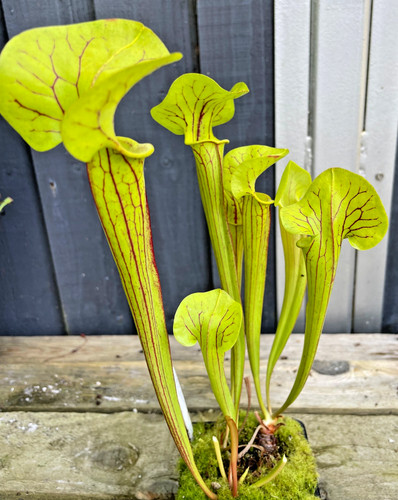 Sarracenia clone 1 - sarracenia, "is
