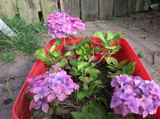3 HYDRANGEA Plants, 1  year cuttings. FREE POST.