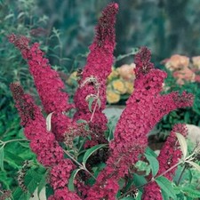 1 X BUDDLEJA DAVIDII 'ROYAL RED' BUTTERFLY BUSH DECIDUOUS SHRUB PLANT IN POT