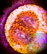 SAF~”WYSIWYG” Utter Chaos