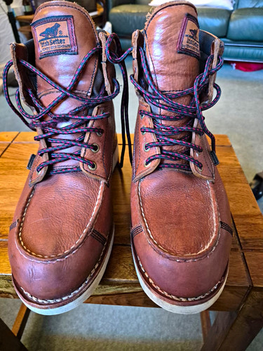 Irish setter men - setter, brown