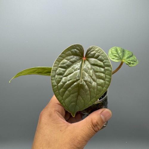 Anthurium luxurians rare plant - anthurium,