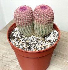 Double Heads Echinocereus Rigidissimus, Rainbow Cactus, Red Pink Cactus, Succule