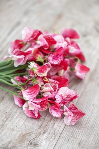 Sweet pea america modern - america,