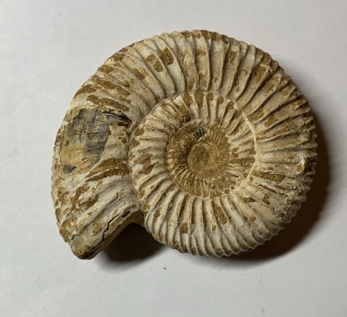 Large ammonite fossil specimen - large,
