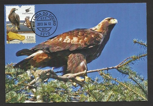 Portugal 2013 golden eagle - golden,