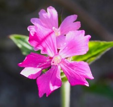 Silene dioica red campion - dioica,