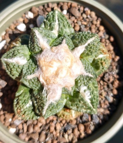 Ariocarpus fiss godzilla - ariocarpus,