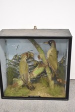 Vintage Taxidermy European Green Woodpecker Pair in Glass Display Case
