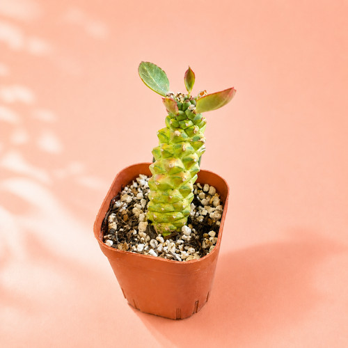 Euphorbia monadenium ritchei - monadenium,