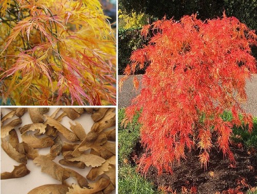 Weeping japanese maple acer - maple, |