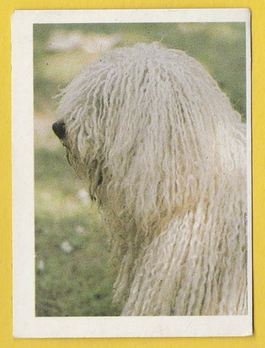Dogs spanish trade - dogs,