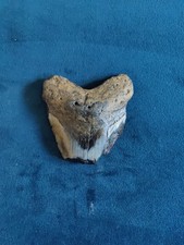 Fossilised Sharks Tooth