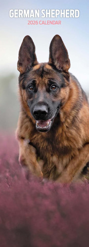 German shepherd 2026 - 2026, slim
