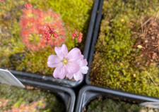 Drosera manii x omissa - Pygmy