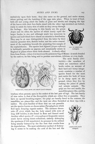 Old antique print natural - antique,