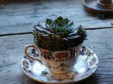 Succulent Plant in Vintage Tea Cup –  rustic,   Gift handmade low maintenance 