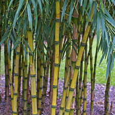 Chusquea gigantea (Chilean Golden Clumping Bamboo) 5-25 SEEDS | Garden Plants UK