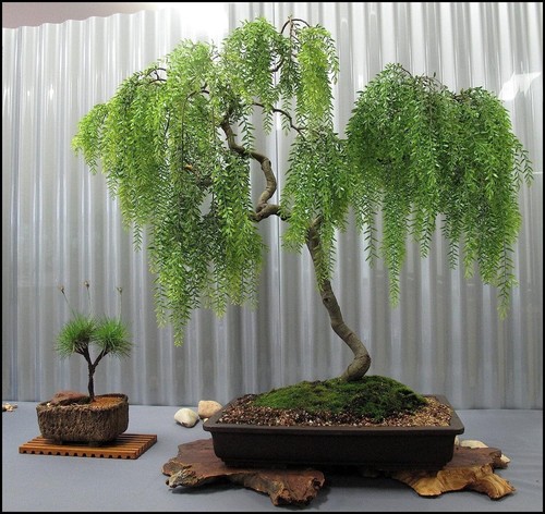 Live dwarf australian weeping - live,