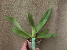 Rare Paphiopedilum
