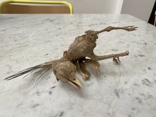 Mummified Bird. French Chimney Find. Probably Pigeon. 