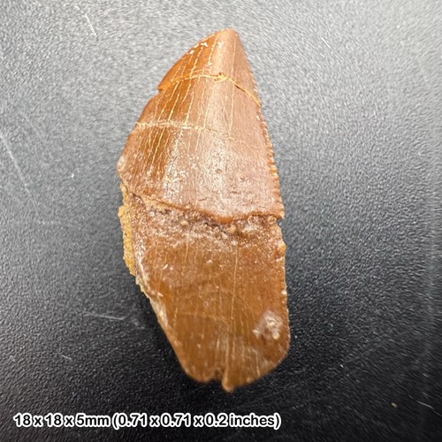 Genuine raptor dinosaur - , tooth