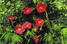 MORNING GLORY Ipomea 'Red